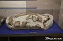 VBS_9173 - Museo Paleontologico - Asti